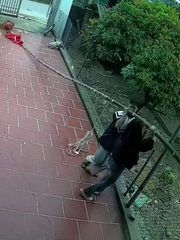 Kiếp nạn cây nêu