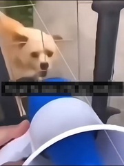 Chàng trai dùng công nghệ khắc chế con chó sủa to