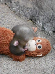 Chú khỉ gây sốt vì luôn ôm thú bông, biết lý do ai cũng cảm động