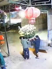 Màn hạ chậu cúc xuống thùng xe tải đi vào lòng đất