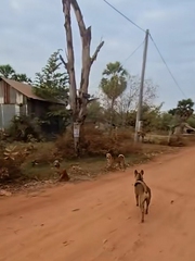 Đồng bọn rén ngang khi thấy chó 'đại ca'