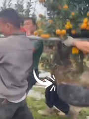 Nhóm thợ đứng hình vì chậu quất vỡ tan tành