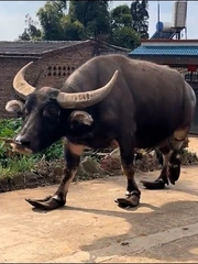 Chú trâu có bộ móng siêu ngầu