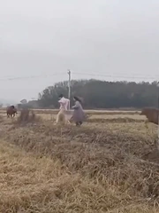 Hai cô gái ra đồng 'sống ảo' bị bò rượt chạy trối chết