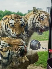 Gần 200 con hổ phải ăn kiêng vì ăn uống quá đà dịp Tết