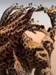 Quiz: Bạn thuộc nhóm nhìn xa trông rộng hay soi kỹ từng chi tiết?