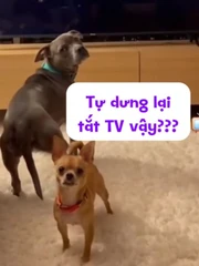 Hai chú chó nổi cáu vì bị cô chủ trêu ghẹo