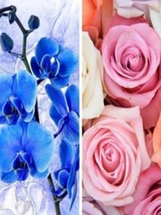 Quiz: Loài hoa yêu thích tiết lộ nhiều điều về tính cách của bạn