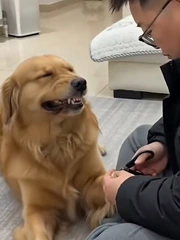 Chú chó cười duyên khi bị sen nhắc nhở