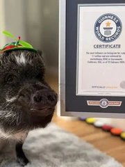 'Chú heo biết nói gốc Việt' lập kỷ lục Guinness