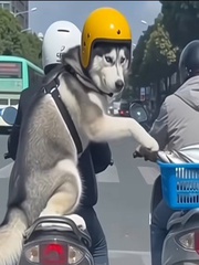 Những biểu cảm hài hước của chó Husky