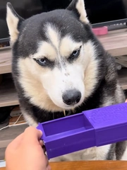 Husky cười khoái chí trước màn ảo thuật của sen