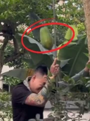 Nghe vợ chỉ đạo hái đu đủ và cái kết khiến ai cũng nghĩ đến Newton