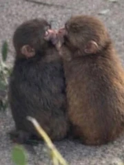 'Chú khỉ cô đơn' Punch chính thức có bạn gái