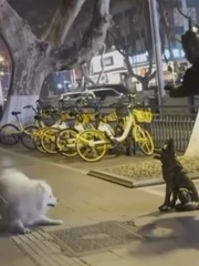 Chú chó Samoyed xỉu ngang khi bị 'tượng người' hù