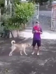 'Anh cứ đứng im, chó nhà em ngoan lắm không cắn đâu'