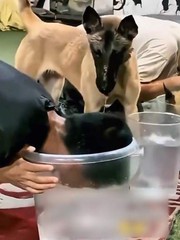 Chú chó cay cú khi bị sen cho ăn cú lừa