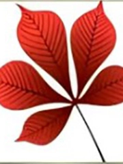 Quiz: Bạn lý trí, chăm chỉ hay là người vị tha, hài hòa?