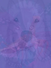 Quiz: Bạn mạnh mẽ, quyết đoán hay là người sống giàu tình cảm?