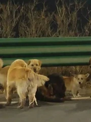 Sự thật phía sau video 'bầy chó trốn kẻ trộm trên cao tốc' đang viral