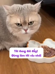 Chú mèo nổi cáu vì bị ông chủ troll