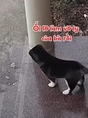 Chú chó giả vờ vô tội khi làm vỡ cốc thủy tinh