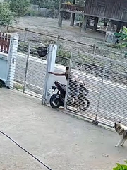 Ông chủ lùi xe máy ra cổng kiểu ngược đời để chó cưng không theo