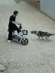 Chú chó hổ báo hoảng hồn bỏ chạy vì chàng trai hét to hơn mình