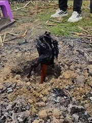 Gà nướng bóng đêm