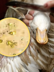 Phát hiện vàng trong dạ dày vịt ở Trung Quốc