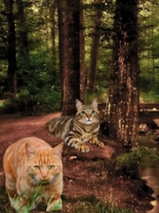 Thử tài tinh mắt: Con mèo thứ 4 ở đâu?