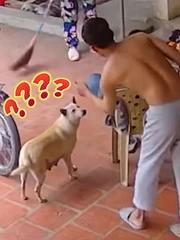Chú chó ngơ ngác vì bị cậu chủ 'gắp lửa bỏ tay người'
