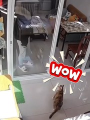 Chú mèo đứng hình vì cô chủ sử dụng 'thiết đầu công'