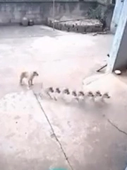 Chiếc camera an ninh thấy được '3 hồn 7 vía' của chó cưng