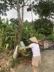 Cô gái suýt u đầu khi hứng mít