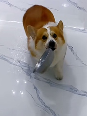 Chó cưng cay cú khi bị cô chủ lừa