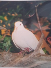 Chú chim bồ câu lập kỷ lục thế giới 'già hơn trái cà'