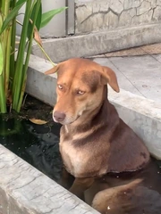 Chú chó 'khó chịu' khi bị cô chủ làm phiền