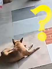 Chú chó mê ngủ bị trộm mất lồng chim trong nhà vẫn không hay biết