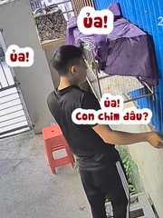 Chàng trai 'tiếc đứt ruột' khi chim sổ lồng không hay biết