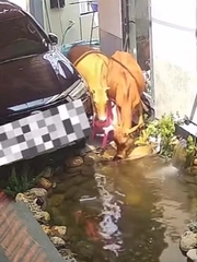 Gia chủ bất lực nhìn những 'vị khách' không mời ghé thăm hồ cá cưng