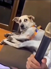 Chó cưng hú hồn với giọng hát của cô chủ