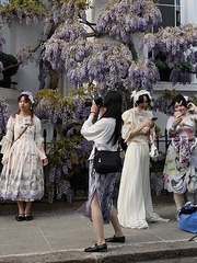 Quên hoa dành dành đi, hoa tử đằng mới khiến TikToker 'phát rồ'