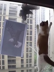 Muốn tăng xông máu vì bị chim trả thù