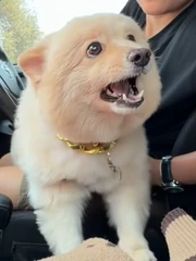 Chú chó nổi đóa vì 'ghen'