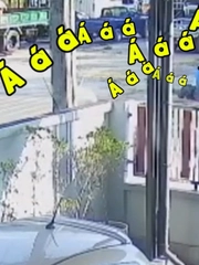 Bò chạy té khói khi thấy... người đẹp