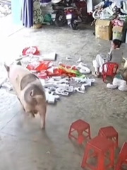 Cô gái chạy té khói khi thấy 'Trư Bát Giới' xổng chuồng