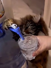 Những chú mèo thông minh