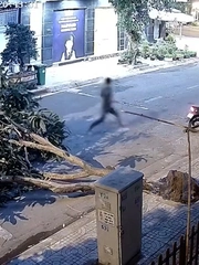 Thanh niên ăn trộm làm bật gốc cây xoài