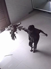 Gà trống hổ báo và cái kết cả nhà có bữa trưa ngon miệng